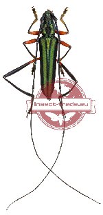 Callichromatini sp. 12B