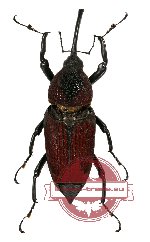 Curculionidae sp. 42A
