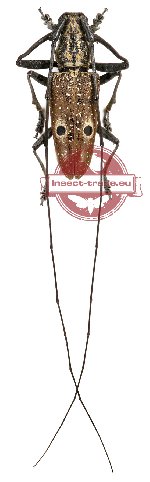 Pelargoderus alcanor thomsoni