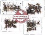 Scientific lot no. 2 Curculionidae (51 pcs)