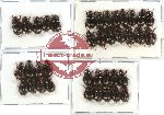 Hybosorinae sc. lot no. 50 (38 pcs )