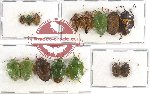 Scientific lot no. 152 Heteroptera (15 pcs A, A-, A2)