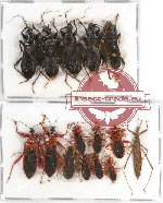 Scientific lot no. 101A Heteroptera (15 pcs A, A-, A2)