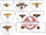 Scientific lot no. 11A Homoptera (10 pcs)