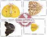Scientific lot no. 10A Homoptera (4 pcs - 1pc A2)