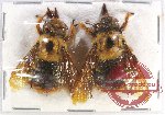 Scientific lot no. 81 Hymenoptera (Xylocopa sp.) (2 pcs A-)