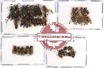 Scientific lot no. 100A Hymenoptera (45 pcs - 8 pcs A2)