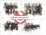 Scientific lot no. 5 Curculionidae (35 pcs)