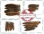 Lymexylonidae Scientific lot no. 1A (20 pcs)