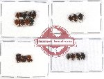 Scaphidiidae Scientific lot no. 8 (36 pcs - some A2)