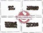 Elmidae sc. lot no. 10 (80 pcs)