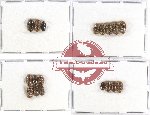 Chelonaridae Scientific lot no. 1A (18 pcs)