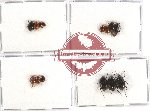 Scaphidiidae Scientific lot no. 7 (14 pcs)