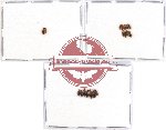 Anthicidae Scientific lot no. 21A (19 pcs)