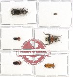 Scientific lot no. 33 Cleridae (6 pcs)