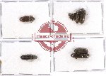 Scientific lot no. 51 Eucnemidae (9 pcs - 3 pcs A2ú