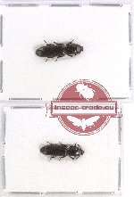 Scientific lot no. 1 Temnochilidae (2 pcs - 1 pc A2)