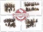 Scientific lot no. 7 Curculionidae (45 pcs)