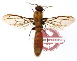 Formicidae sp. 22