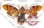 Cercopidae sp. 31 (5 pcs)