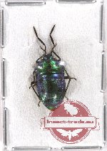 Scutellarinae sp. 21 (7 pcs)