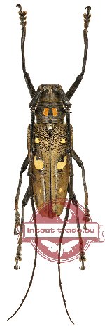 Batocera celebiana ssp. (nice subspecies)