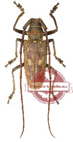 Batocera gigas