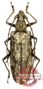 Neocerambyx gigas (Thomson, 1878) (A-)