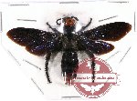 Scoliidae sp. 27