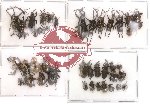 Scientific lot no. 12 Curculionidae (44 pcs)