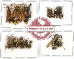 Scientific lot no. 75B Hymenoptera (17 pcs)