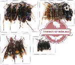 Scientific lot no. 76A Hymenoptera (17 pcs A-, A2)