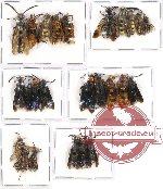 Scientific lot no. 77A Hymenoptera (23 pcs A-, A2)