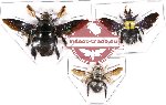 Scientific lot no. 73B Hymenoptera (Xylocopa spp.) (3 pcs A, A-, A)