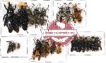 Scientific lot no. 74A Hymenoptera (22 pcs A-, A2)