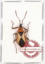 Heteroptera sp. 69 (A2)