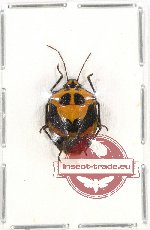 Scutellarinae sp. 34 (A2)