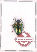 Scutellarinae sp. 36 (A2)