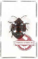 Scutellarinae sp. 32A