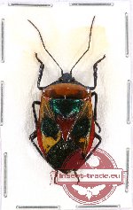 Catacanthus nigripes ssp.