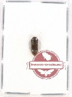 Scientific lot no. 49 Eucnemidae (1 pc)