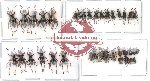 Scientific lot no. 14 Curculionidae (36 pcs)