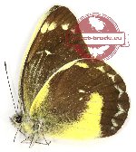 Delias chrysomelaena prodigialis (A2)