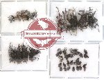 Scientific lot no. 16 Curculionidae (32 pcs)