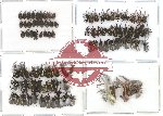 Scientific lot no. 17 Curculionidae (95 pcs)