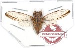 Cicadidae sp. 48 (SPREAD)