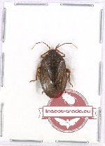 Pentatomidae sp. 15A