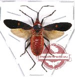 Heteroptera sp. 71