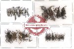 Scientific lot no. 18 Curculionidae (20 pcs)