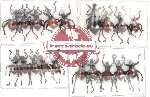 Scientific lot no. 22 Curculionidae (A2) (19 pcs)